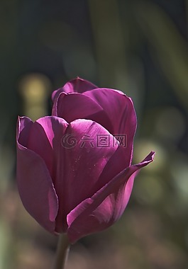 郁金香,花,紫