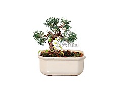 樹,植物,樹干