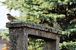 通過,苔,鳥類