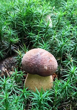海綿,藍圖,林