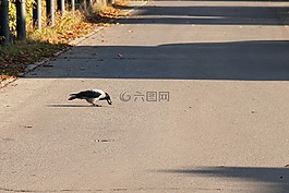 路,烏鴉,堅果