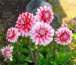 鮮花,花,紅色
