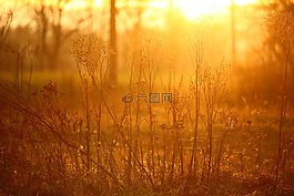 太陽,日落,光