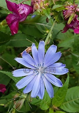 菊苣根,野草,领域绽放