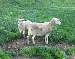 羊,動物,草
