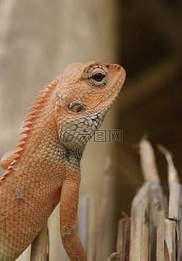 蜥蜴,性質(zhì),爬行動物