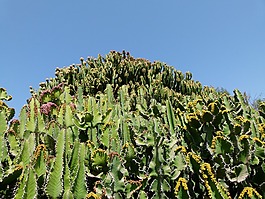 仙人掌,植物,天空