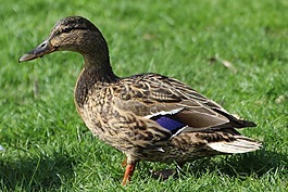 鴨,綠頭鴨,鳥