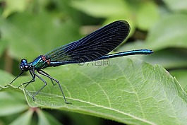 calopteryx splenderns,昆虫,蜻蜓