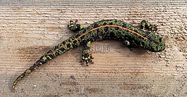蠑螈,性質(zhì),動物