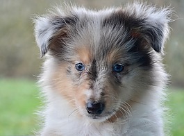 小狗,婊子,設(shè)得蘭群島牧羊犬