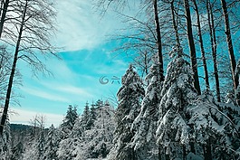 樹,雪,森林