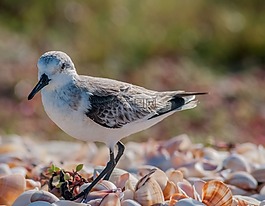 calidris 阿爾瓦,鳥(niǎo),自然