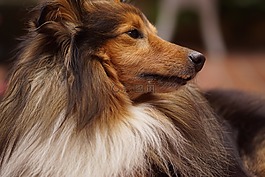 sheltie,狗,动物肖像