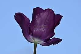 郁金香,紫,性質(zhì)