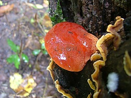蘑菇,靈芝菇,hegyese lambot