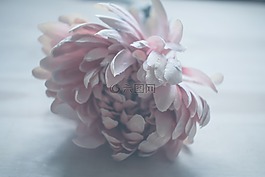花,粉紅色,花瓣