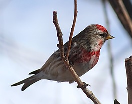 鳥,野生動物,天空