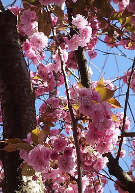 櫻花,春天,舊城區(qū)
