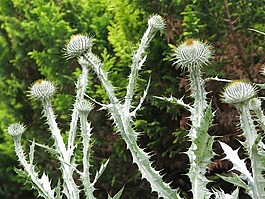 棉花蓟,大 acanthium,芽