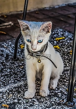 貓,可愛,動物