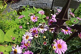 鮮花,蜜蜂,開花