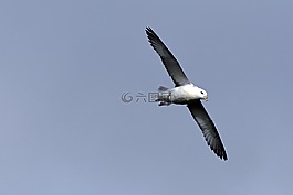 海鷗,鳥,飛
