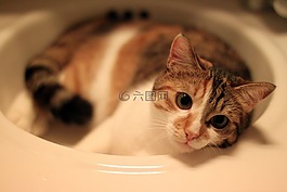 貓,貓科動物,國內(nèi)動物