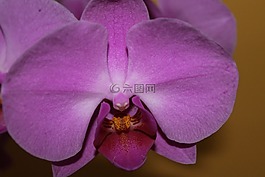 蘭花,開花,關(guān)閉