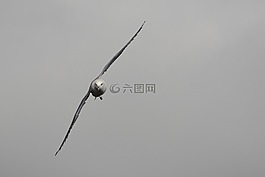 海鷗,鳥,飛