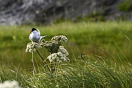 海鷗,鳥,坐