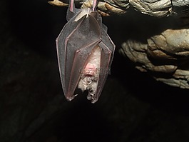 蝙蝠,patkóskorrú,山羊的孔