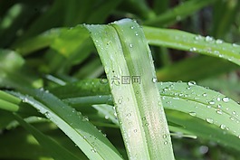 绿色,一滴水,雨