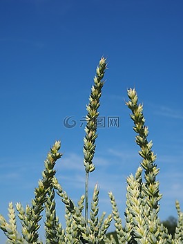 麥田,小麥,谷物