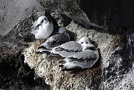 海鷗,巖,鳥