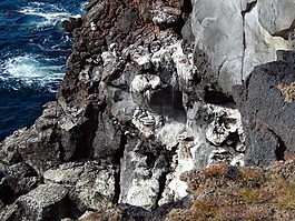 海鷗,巖,鳥