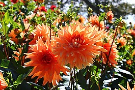 嬌琴紗,橙,開花