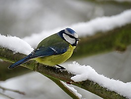 藍(lán)雀,山雀,鳴鳥