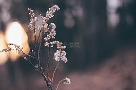 花,白,花瓣