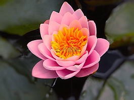 花,蓮花,廠