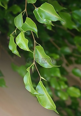 葉子,性質(zhì),希臘
