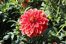 嬌琴紗,紅色,黃色