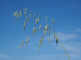 燕麥,谷物,糧食