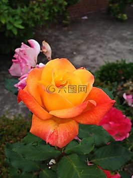 玫瑰,橙色,花