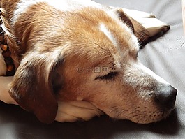 狗睡覺,狗,動物
