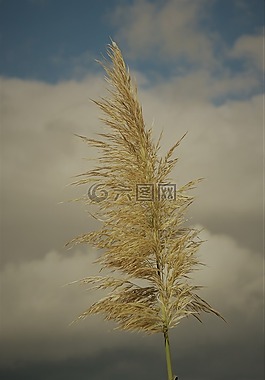 開(kāi)花,廠,草