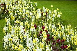 鮮花,公園,性質