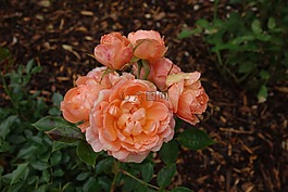 玫瑰,開(kāi)花,花園