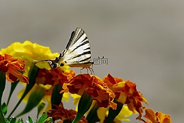 鮮花,萬壽菊,蝴蝶