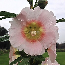 開花,花,關(guān)閉